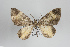  (Epirrhoe psyroides - ID 25150)  @14 [ ] Copyright (2014) Gunnar Brehm Institut fuer Spezielle Zoologie und Evolutionsbiologie, Friedrich-Schiller Universität Jena