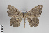  ( - ID 48970)  @12 [ ] Copyright (2014) Gunnar Brehm Institut fuer Spezielle Zoologie und Evolutionsbiologie, Friedrich-Schiller Universität Jena