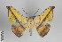  ( - ID 48996)  @14 [ ] Copyright (2014) Gunnar Brehm Institut fuer Spezielle Zoologie und Evolutionsbiologie, Friedrich-Schiller Universität Jena