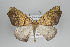  ( - ID 49292)  @15 [ ] Copyright (2014) Gunnar Brehm Institut fuer Spezielle Zoologie und Evolutionsbiologie, Friedrich-Schiller Universität Jena