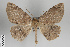  ( - ID 49337)  @14 [ ] Copyright (2014) Gunnar Brehm Institut fuer Spezielle Zoologie und Evolutionsbiologie, Friedrich-Schiller Universität Jena