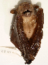  ( - USNM591114)  @12 [ ] Copyright (2012) Kris Helgen National Museum of Natural History