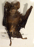  (Hipposideros maggietaylorae - USNM591123)  @12 [ ] Copyright (2012) Kris Helgen National Museum of Natural History