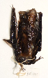  ( - USNM591162)  @12 [ ] Copyright (2012) Kris Helgen National Museum of Natural History