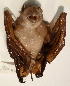  ( - USNM591239)  @12 [ ] Copyright (2012) Kris Helgen National Museum of Natural History