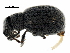  ( - BIOUG07047-F08)  @12 [ ] CreativeCommons - Attribution (2018) CBG Photography Group Centre for Biodiversity Genomics