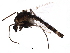  ( - BIOUG07118-E07)  @13 [ ] CreativeCommons - Attribution (2016) CBG Photography Group Centre for Biodiversity Genomics