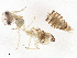  ( - BIOUG07811-D01)  @11 [ ] CreativeCommons - Attribution Share - Alike (2025) CBG Photography Group Centre for Biodiversity Genomics