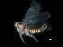  ( - BIOUG08051-F07)  @11 [ ] CreativeCommons - Attribution (2017) CBG Photography Group Centre for Biodiversity Genomics