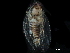  ( - BIOUG08052-F09)  @11 [ ] CreativeCommons - Attribution (2017) CBG Photography Group Centre for Biodiversity Genomics