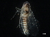  ( - BIOUG08053-E06)  @11 [ ] CreativeCommons - Attribution (2017) CBG Photography Group Centre for Biodiversity Genomics
