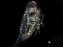  ( - BIOUG08112-E01)  @11 [ ] CreativeCommons - Attribution (2017) CBG Photography Group Centre for Biodiversity Genomics