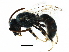  (Lasioglossum albohirtum - BIOUG09896-F06)  @15 [ ] CreativeCommons - Attribution (2018) CBG Photography Group Centre for Biodiversity Genomics