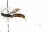  (Aplomerus - BIOUG10189-D08)  @14 [ ] CreativeCommons - Attribution (2014) CBG Photography Group Centre for Biodiversity Genomics