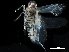  ( - BIOUG10616-F12)  @11 [ ] CreativeCommons - Attribution (2017) CBG Photography Group Centre for Biodiversity Genomics