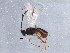  (Polystenidea - BIOUG10935-A01)  @14 [ ] CreativeCommons - Attribution (2014) CBG Photography Group Centre for Biodiversity Genomics
