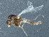  (Rheosmittia - BIOUG10897-D06)  @14 [ ] CreativeCommons - Attribution (2014) CBG Photography Group Centre for Biodiversity Genomics