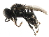  (Oxybelus uniglumis - BIOUG11601-E08)  @15 [ ] CreativeCommons - Attribution (2015) CBG Photography Group Centre for Biodiversity Genomics