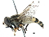  (Helophilus latifrons - BIOUG11602-F06)  @15 [ ] CreativeCommons - Attribution (2016) CBG Photography Group Centre for Biodiversity Genomics