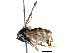  ( - BIOUG11602-G01)  @12 [ ] CreativeCommons - Attribution (2016) CBG Photography Group Centre for Biodiversity Genomics