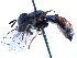  (Paragus - BIOUG11603-C10)  @15 [ ] CreativeCommons - Attribution (2014) CBG Photography Group Centre for Biodiversity Genomics