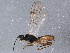  (Cantharoctonus - BIOUG11741-A04)  @14 [ ] CreativeCommons - Attribution (2015) CBG Photography Group Centre for Biodiversity Genomics