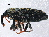  ( - BIOUG11743-C10)  @13 [ ] CreativeCommons - Attribution (2015) CBG Photography Group Centre for Biodiversity Genomics