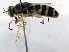  (Odontomyia inaequalis group - BIOUG12395-G11)  @13 [ ] CreativeCommons - Attribution (2015) CBG Photography Group Centre for Biodiversity Genomics