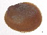  ( - CBG-A00293-C03)  @11 [ ] CreativeCommons - Attribution (2023) CBG Photography Group Centre for Biodiversity Genomics