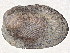  ( - CBG-A00293-D10)  @11 [ ] CreativeCommons - Attribution (2023) CBG Photography Group Centre for Biodiversity Genomics
