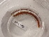  ( - CBG-A00295-A01)  @11 [ ] CreativeCommons - Attribution (2023) CBG Photography Group Centre for Biodiversity Genomics