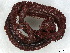  ( - CBG-A00295-C09)  @11 [ ] CreativeCommons - Attribution (2023) CBG Photography Group Centre for Biodiversity Genomics