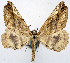  ( - 1246528_NGS)  @11 [ ] CreativeCommons - Attribution (2015) Smithsonian Institution Smithsonian Institution