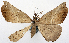  ( - 1246529_NGS)  @11 [ ] CreativeCommons - Attribution (2015) Smithsonian Institution Smithsonian Institution
