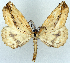  ( - 1246534_NGS)  @11 [ ] CreativeCommons - Attribution (2015) Smithsonian Institution Smithsonian Institution