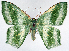  ( - 817383_NGS)  @11 [ ] CreativeCommons - Attribution (2015) Smithsonian Institution Smithsonian Institution