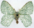  ( - 817456_NGS)  @11 [ ] CreativeCommons - Attribution (2015) Smithsonian Institution Smithsonian Institution