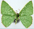  ( - 817477_NGS)  @11 [ ] CreativeCommons - Attribution (2015) Smithsonian Institution Smithsonian Institution