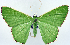  ( - 817715_NGS)  @11 [ ] CreativeCommons - Attribution (2015) Smithsonian Institution Smithsonian Institution