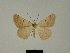  ( - BC ZSM Lep 81207_NGS)  @11 [ ] CreativeCommons - Attribution Non-Commercial Share-Alike (2014) Axel Hausmann/Bavarian State Collection of Zoology (ZSM) SNSB, Zoologische Staatssammlung Muenchen