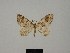  ( - BC ZSM Lep 83244_NGS)  @11 [ ] CreativeCommons - Attribution Non-Commercial Share-Alike (2014) Axel Hausmann/Bavarian State Collection of Zoology (ZSM) SNSB, Zoologische Staatssammlung Muenchen