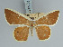  ( - BC ZSM Lep 85793_NGS)  @11 [ ] CreativeCommons - Attribution Non-Commercial Share-Alike (2015) Axel Hausmann/Bavarian State Collection of Zoology (ZSM) SNSB, Zoologische Staatssammlung Muenchen