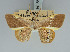  ( - BC ZSM Lep 85797_NGS)  @11 [ ] CreativeCommons - Attribution Non-Commercial Share-Alike (2015) Axel Hausmann/Bavarian State Collection of Zoology (ZSM) SNSB, Zoologische Staatssammlung Muenchen