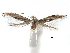  ( - CCDB-29066-A05_NGS)  @11 [ ] CreativeCommons - Attribution (2016) CBG Photography Group Centre for Biodiversity Genomics