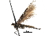  ( - CCDB-29066-C02_NGS)  @11 [ ] CreativeCommons - Attribution (2016) CBG Photography Group Centre for Biodiversity Genomics