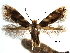  (Bucculatrix trifasciella - CCDB-29066-C04_NGS)  @13 [ ] CreativeCommons - Attribution (2016) CBG Photography Group Centre for Biodiversity Genomics