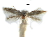  (Bucculatrix crataegi - CCDB-29066-D10_NGS)  @12 [ ] CreativeCommons - Attribution (2016) CBG Photography Group Centre for Biodiversity Genomics