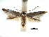  (Bucculatrix ingens - CCDB-29066-D11_NGS)  @11 [ ] CreativeCommons - Attribution (2016) CBG Photography Group Centre for Biodiversity Genomics