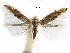  (Bucculatrix recognita - CCDB-29066-E10_NGS)  @13 [ ] CreativeCommons - Attribution (2016) CBG Photography Group Centre for Biodiversity Genomics