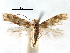  (Bucculatrix zophopasta - CCDB-29066-F06_NGS)  @11 [ ] CreativeCommons - Attribution (2016) CBG Photography Group Centre for Biodiversity Genomics